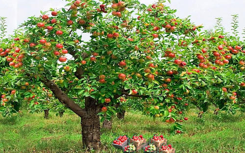 Visit Local Orchards